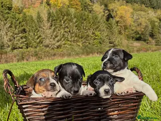 Jack Russell dogs MINI JACK RUSSELS GENUINE PURE LINE BRED - Advert 6