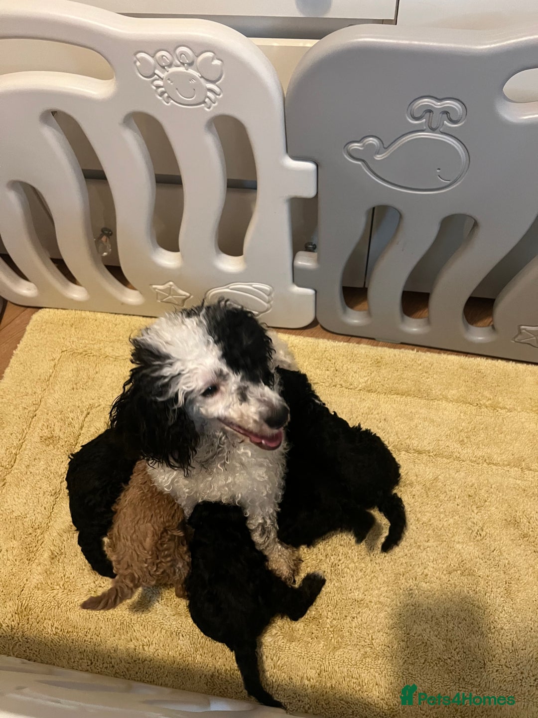 Miniature Poodle dogs for sale: 3 miniature poodles remaining  - Image 22