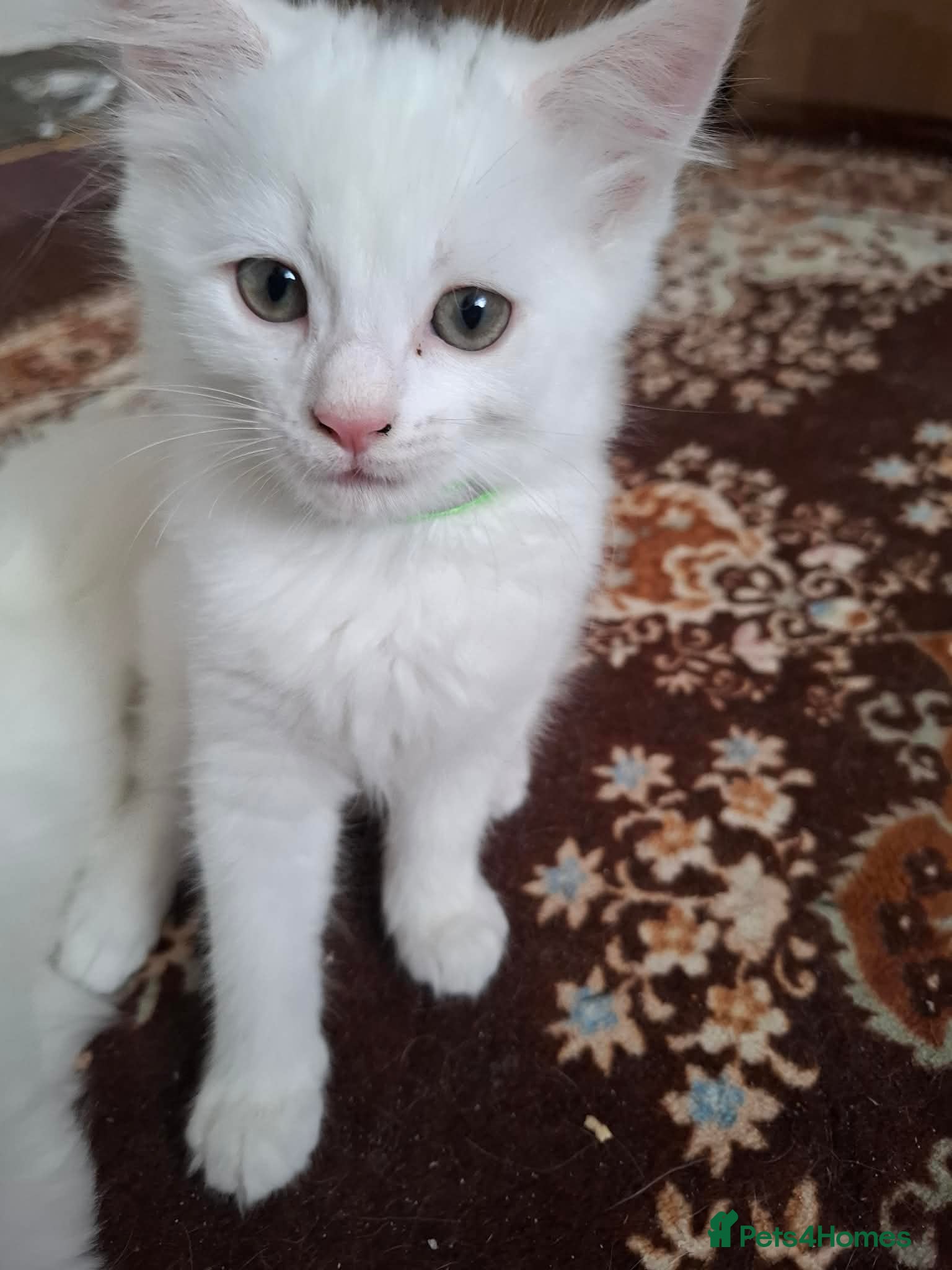 Mixed Breed cats for sale: 3 White Boy Kittens For Sale - Advert 16