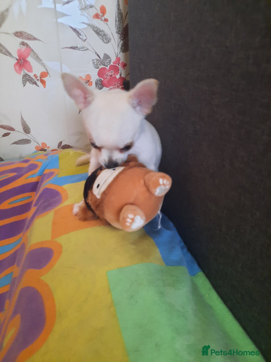 Chihuahua dogs for sale: Lovely chihuahua puppies! - Image 7