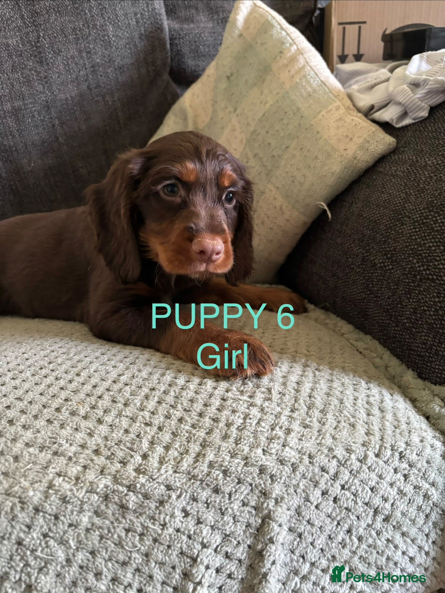 Sprocker dogs Gorgeous Sprocker puppies ready now  - Advert 4