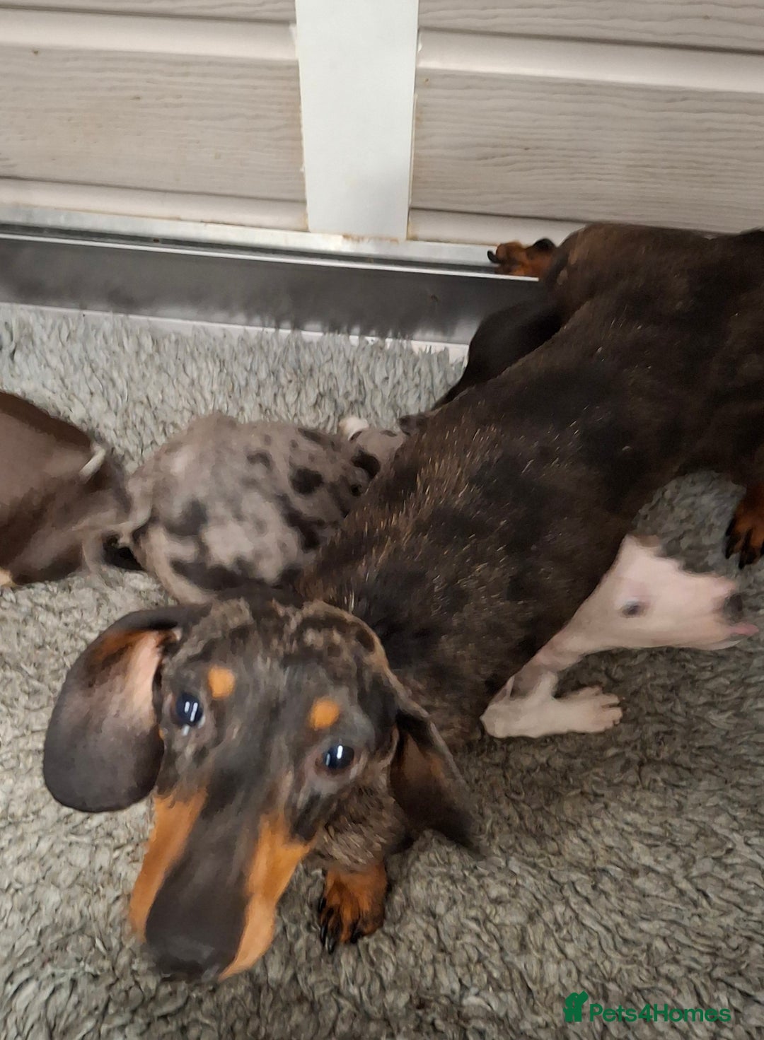 Dachshund dogs for sale: Minature Dachshund puppy,s - Image 11