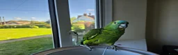Parrots birds for sale: Blue fronted amazon parrot (male) £250  - Advert 3