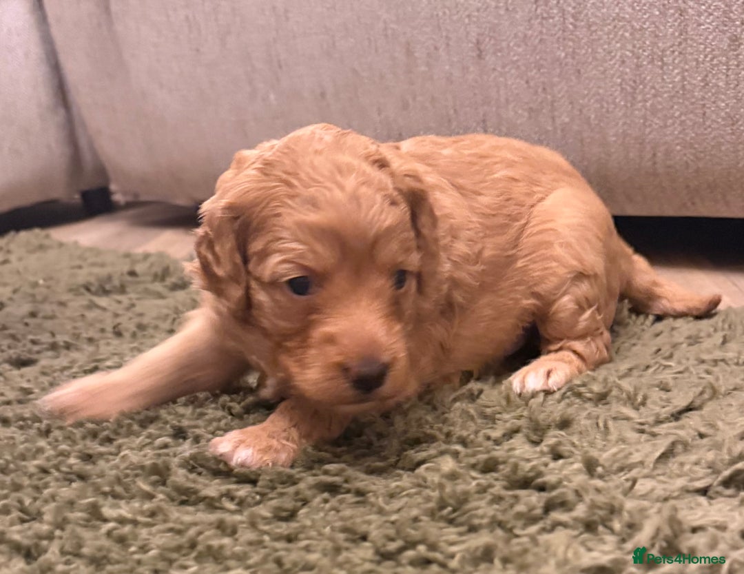 Cockapoo dogs for sale: Cockapoos apricot/white available  - Advert 6