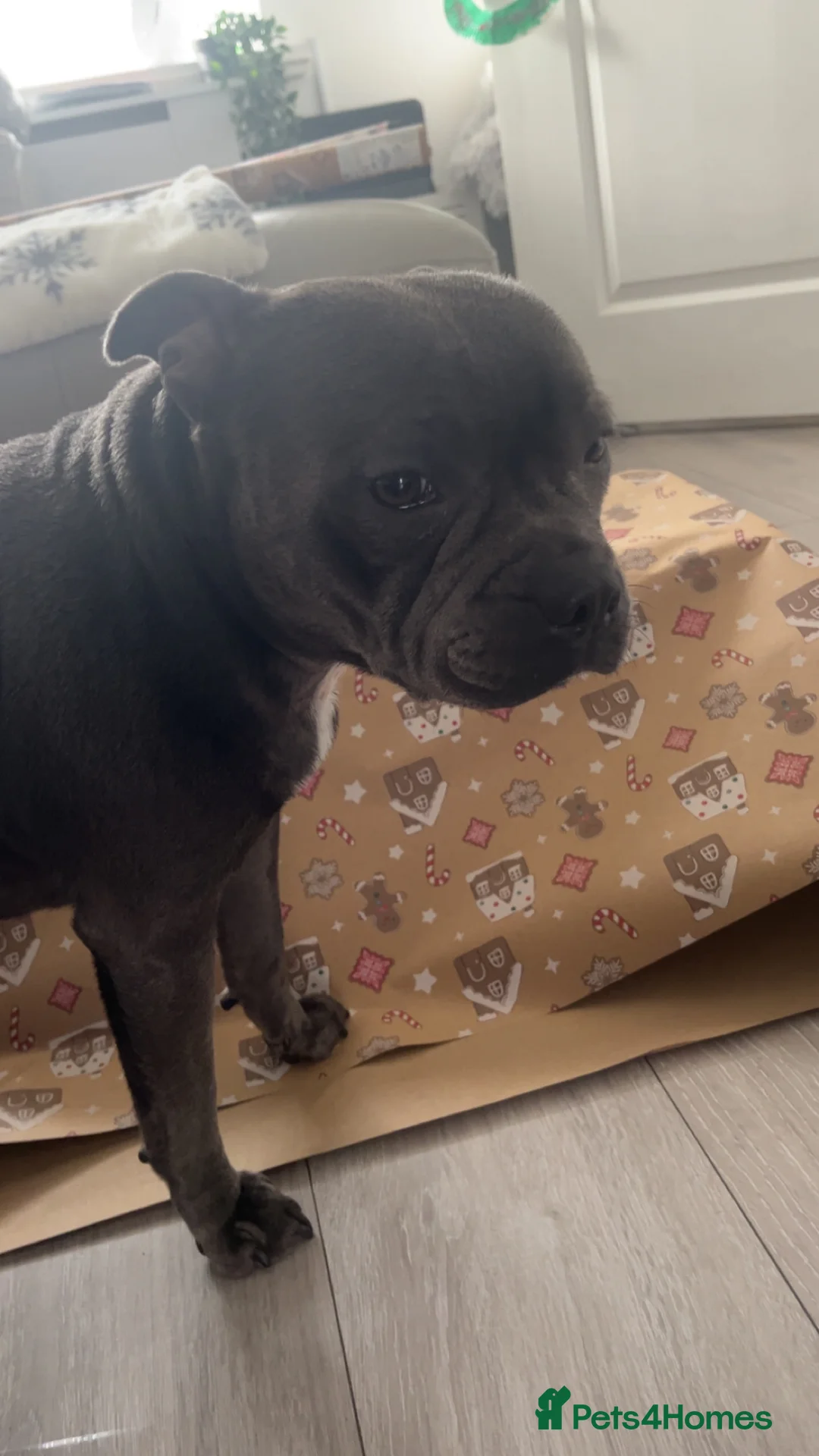Staffordshire Bull Terrier dogs for sale: KC registered Staffordshire bull terrier puppy  - Advert 4