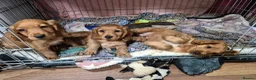 Cocker Spaniel dogs for sale: Beautiful Cocker Spaniels  - Advert 33