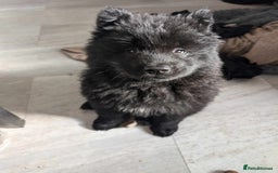 Mixed Breed dogs for sale: 7 month old chow chow x akita puppy - Image 2