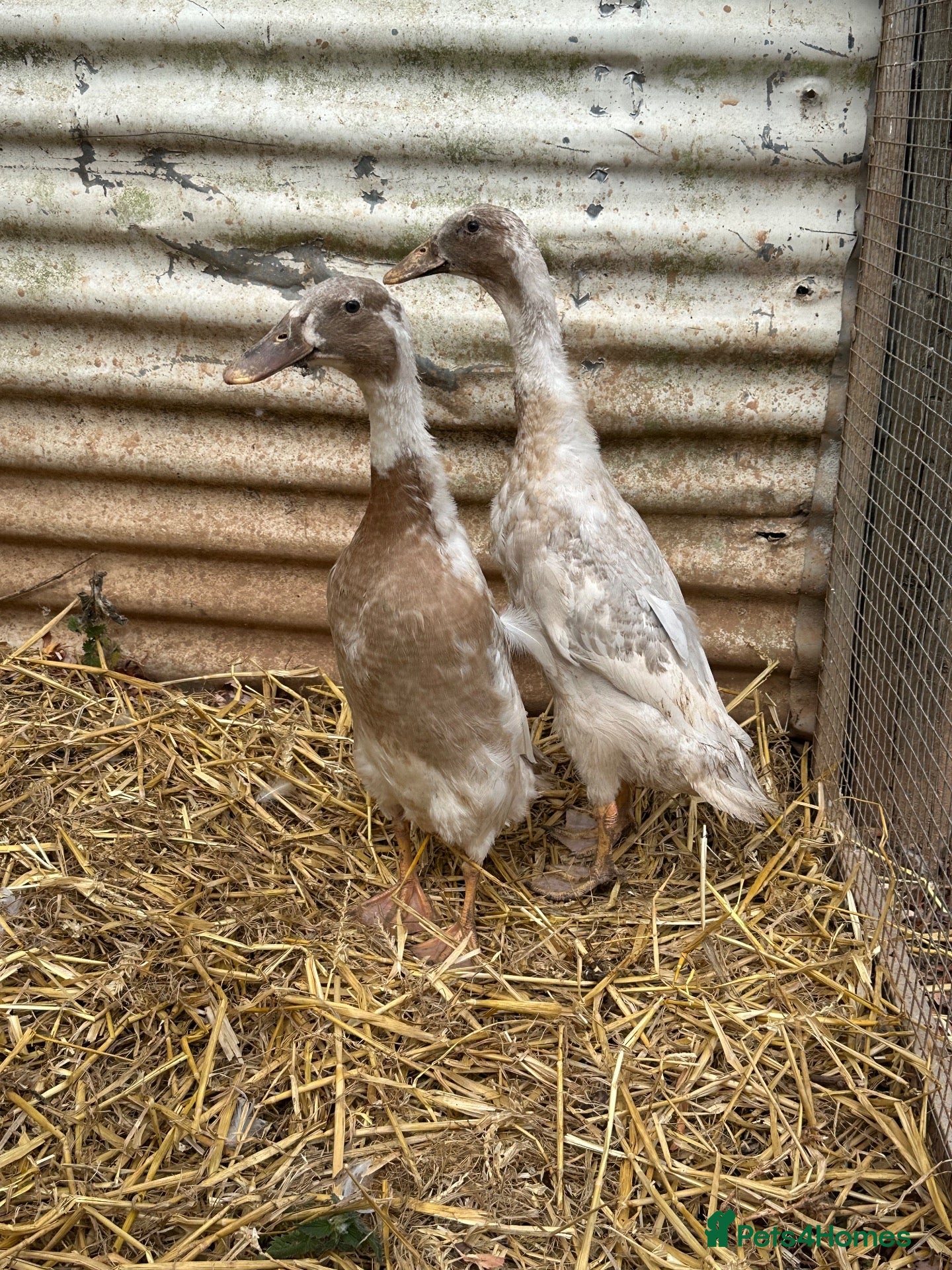 Ducks poultry Indian runner ducks, Emden geese, call ducks  - Advert 18