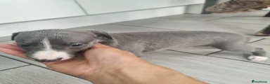 Whippet 5