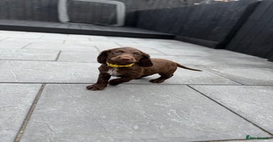Cocker Spaniel dogs - Advert 11