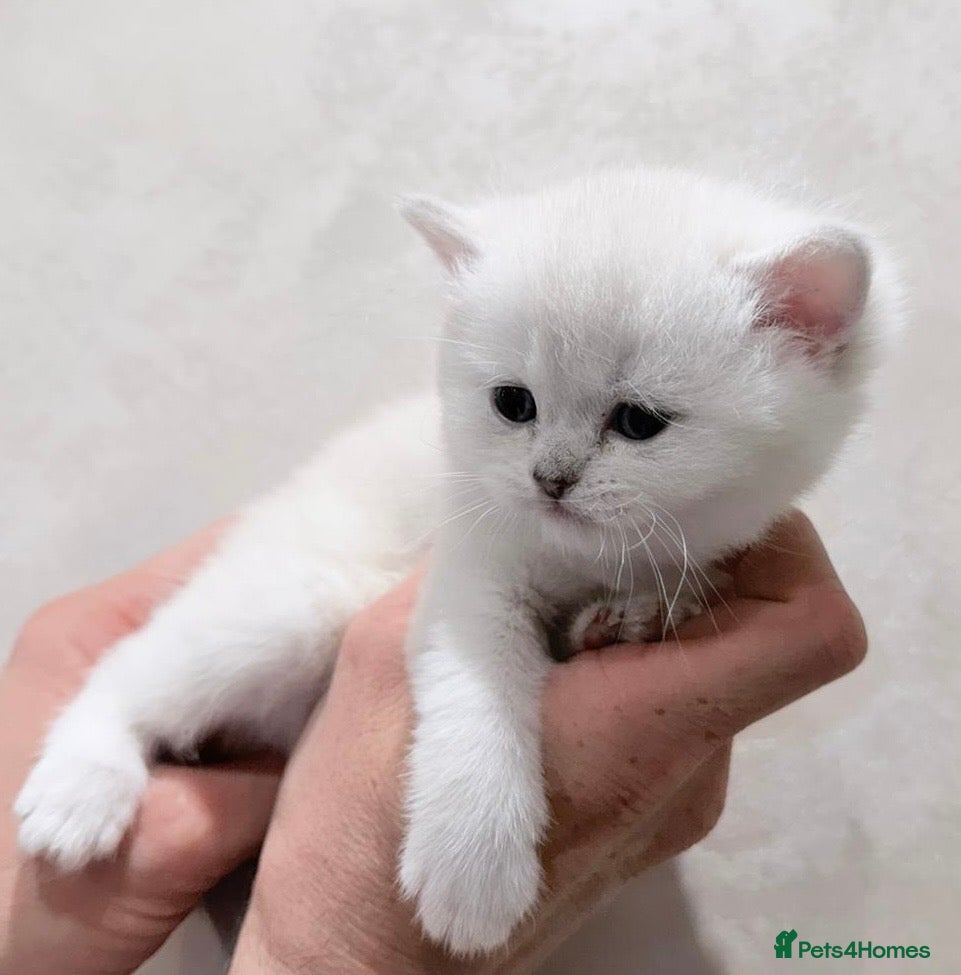 British Shorthair cats British shorthair tica kittens 1 left!  - Advert 4