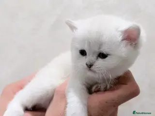 British Shorthair cats British shorthair tica kittens 1 left! - Advert 4