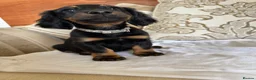 Miniature Dachshund dogs for sale: Beautiful miniature dachshunds - Advert 5