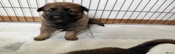 Mixed Breed dogs for sale: Belgian Malinois x German Shepherd Puppies - Advert 8