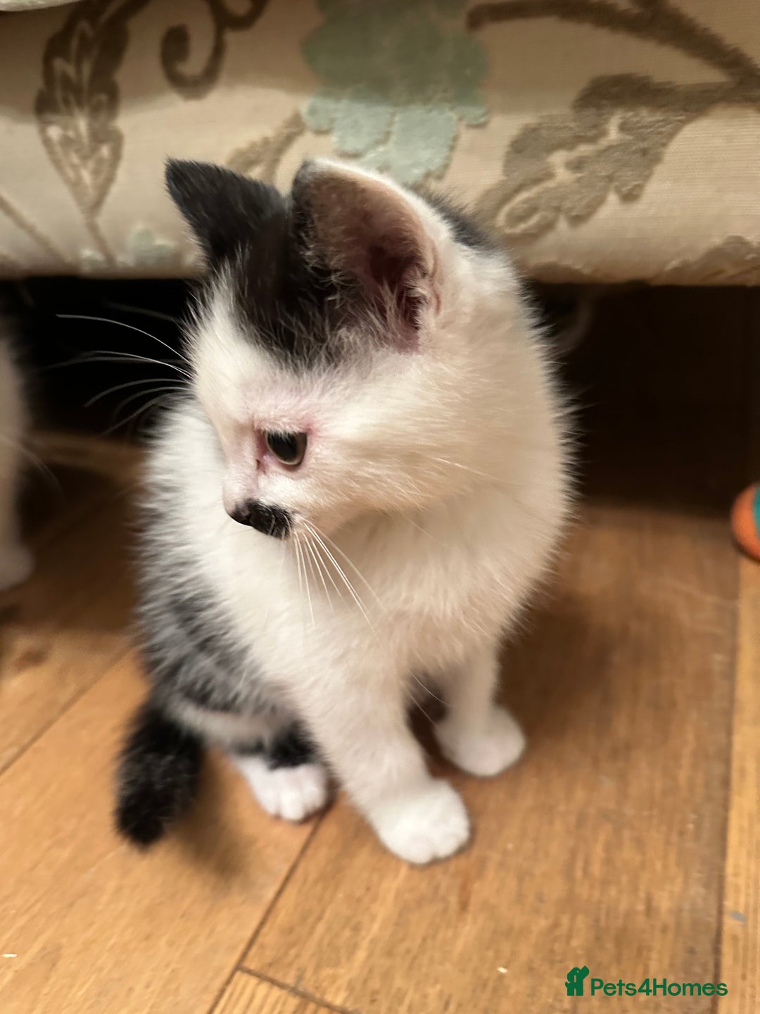 British Longhair cats for sale: Sweetie - Image 5