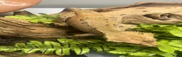 Gecko reptiles for sale: CB23 Adult Male Dalmatian Crested Gecko - Advert 4