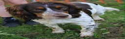 Cocker Spaniel dogs for sale: Cocker spaniel puppies  - Advert 4