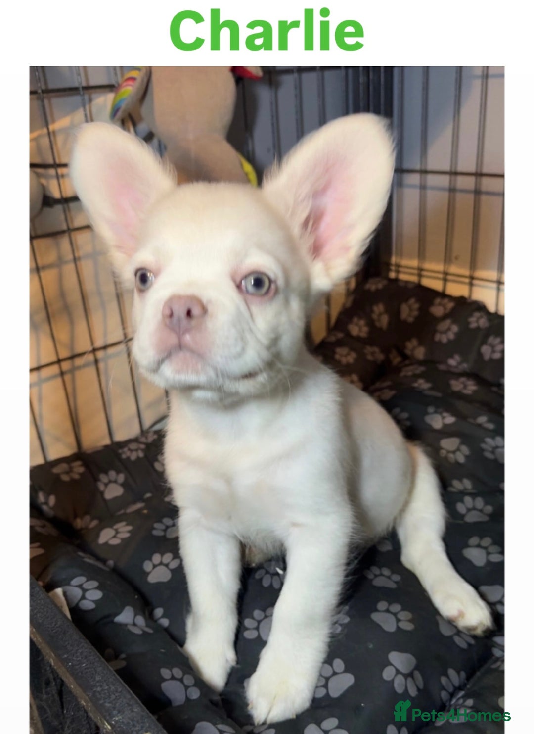 French Bulldog dogs for sale: REDUCED! Fluffy French Bulldog Puppies  - Advert 5