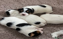 Jack Russell dogs for sale: Jack Russell Puppies - Image 12
