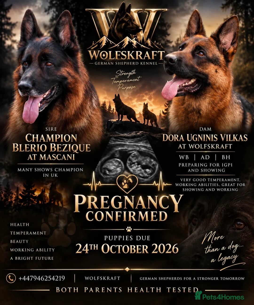 German Shepherd dogs for sale: 🐾 WOLFSKRAFT GERMAN SHEPHERDS - Due October 2026 - Advert 2