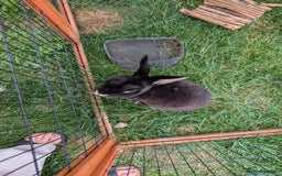 Rex rabbits for sale: Boy Rex rabbit  - Image 1