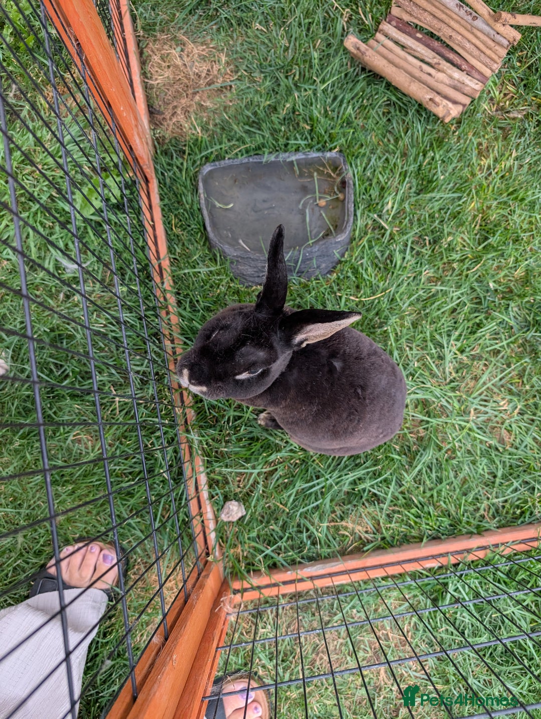 Rex rabbits for sale: Boy Rex rabbit  - Image 1