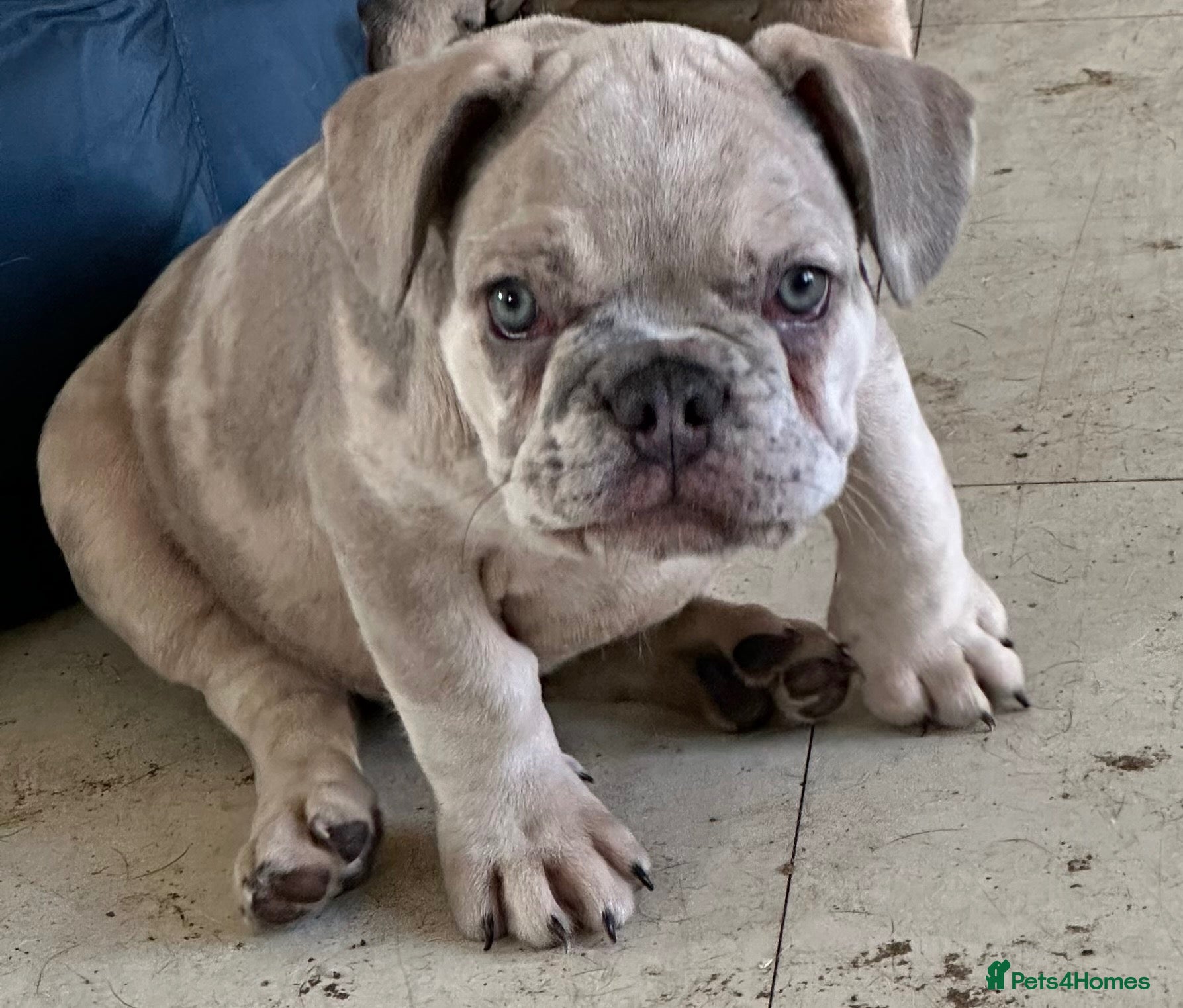 French Bulldog dogs The Last One Left A Lilac Merle Male Puppy - Advert 10