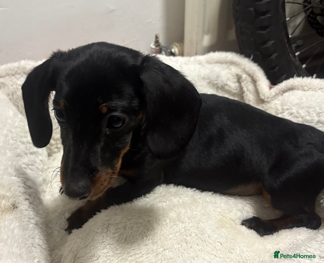 Dachshund dogs for sale: kc black and tan girl  - Image 2