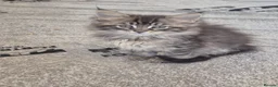 Maine Coon cats for sale: Maine Coon Kittens ready for there forever homes  - Advert 29