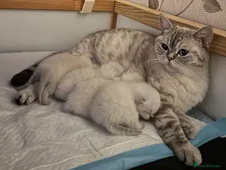 British Shorthair cats Pure Pedigree BSH Kittens for Sale - Advert 12