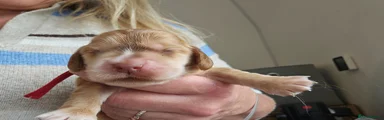 Cocker Spaniel Puppy 2