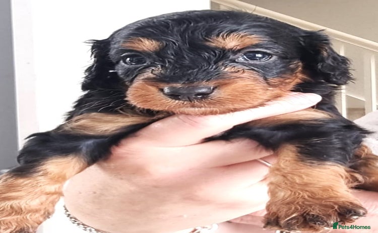 Cavapoo dogs - Advert 11