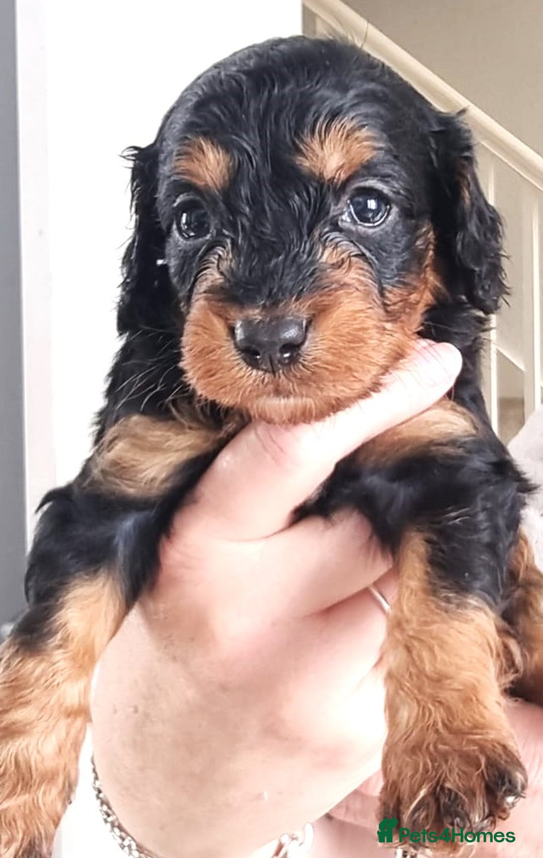 Cavapoo dogs for sale: Adorable F2 Cavapoo Puppies  - Image 1