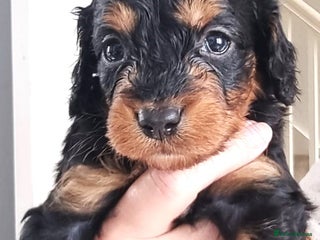Cavapoo dogs - Advert 7