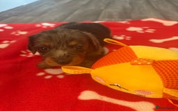 Miniature Dachshund dogs for sale: 5 playful miniature dachshund - Image 13