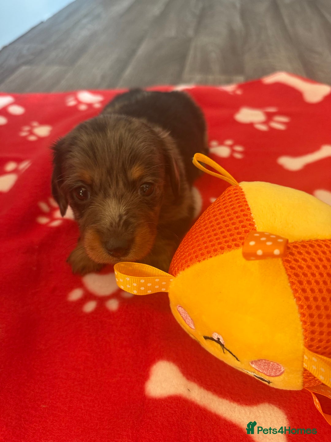 Miniature Dachshund dogs for sale: 5 playful miniature dachshund - Image 13