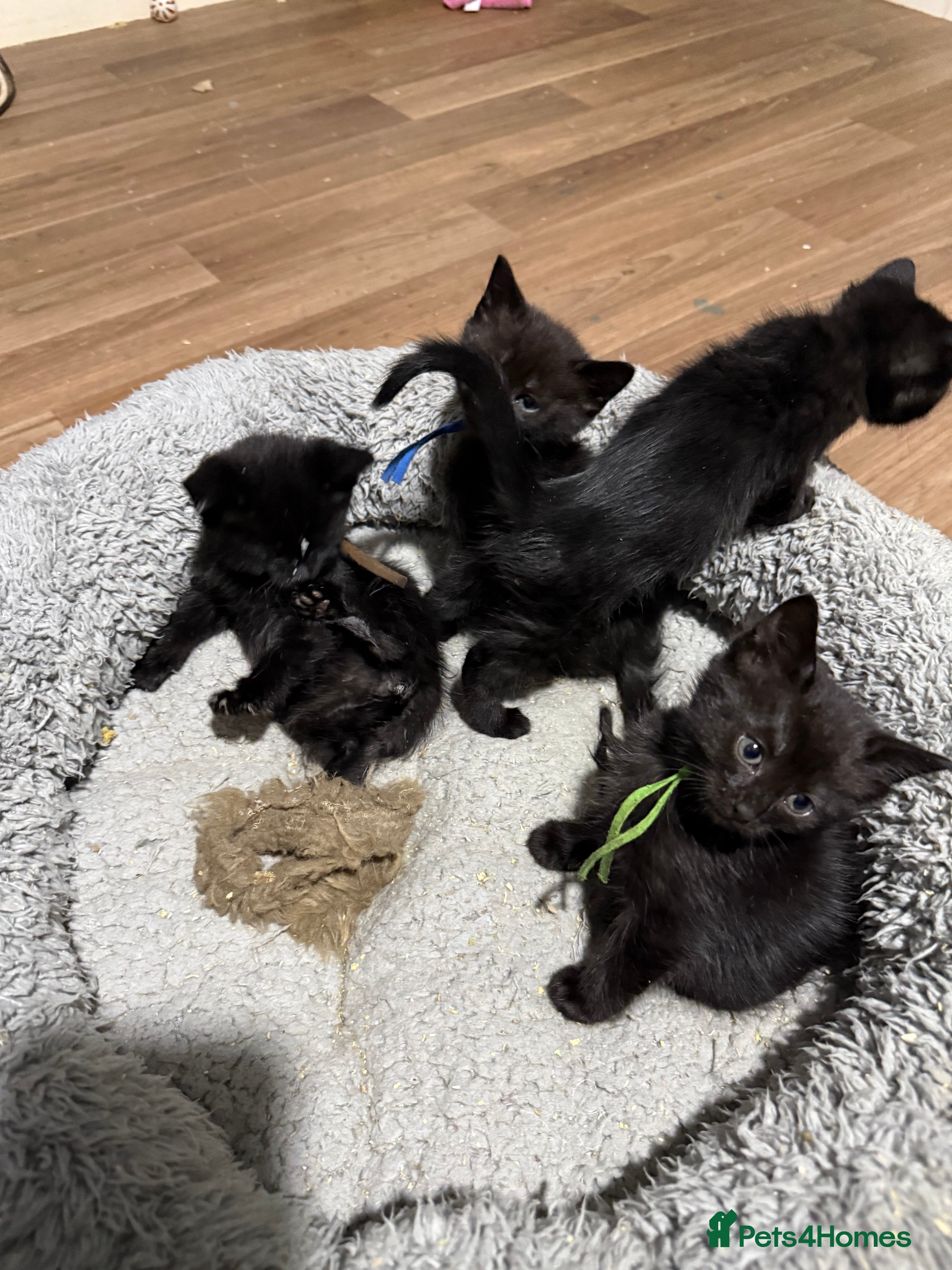 Mixed Breed cats 8 beautiful kittens - Advert 4