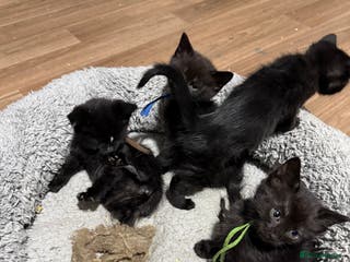 Mixed Breed cats 8 beautiful kittens - Advert 4