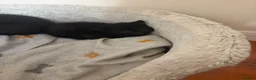 Mixed Breed cats for sale: 3 Black kittens in Wellingborough - Advert 9