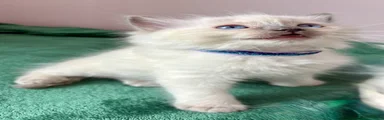 Ragdoll Kitten 5