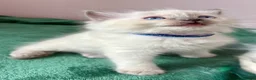 Ragdoll cats for sale: RAGDOLL kittens 3xBOYS, 3xGIRLS - Advert 5