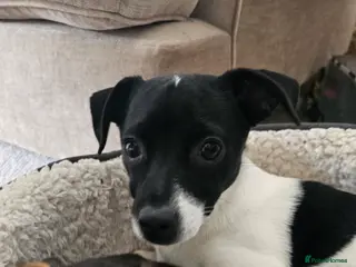 Jack Chi dogs Chihuahua x Jack Russell For Stud - Advert 7