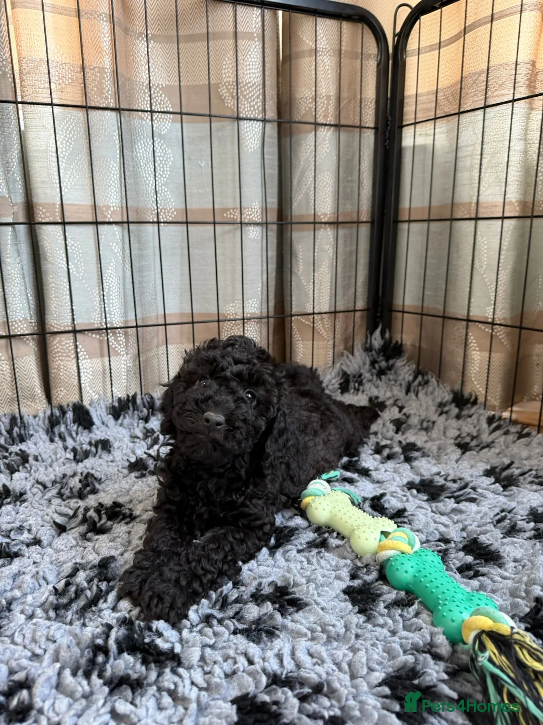 Cavapoochon dogs for sale: Mini F1b CAVAPOOCHON 1 BLACK GIRL LEFT  - Advert 2