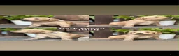 Golden Retriever dogs for sale: Golden Retriever Puppies Pedigree - Advert 12