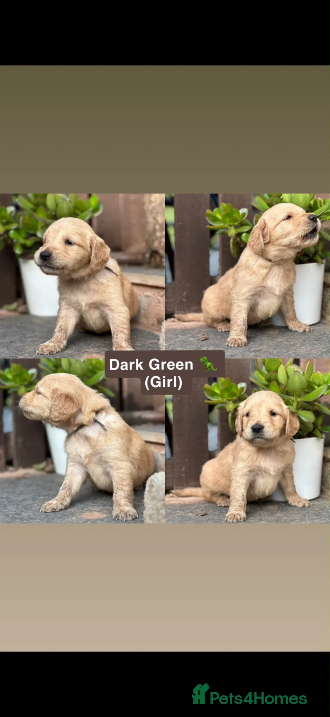 Golden Retriever dogs for sale: Golden Retriever Puppies Pedigree - Advert 12