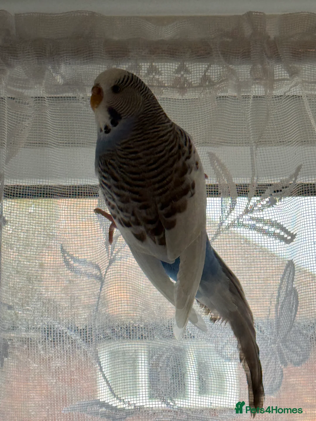 Budgerigars birds for sale: Mixed budgies - Advert 6