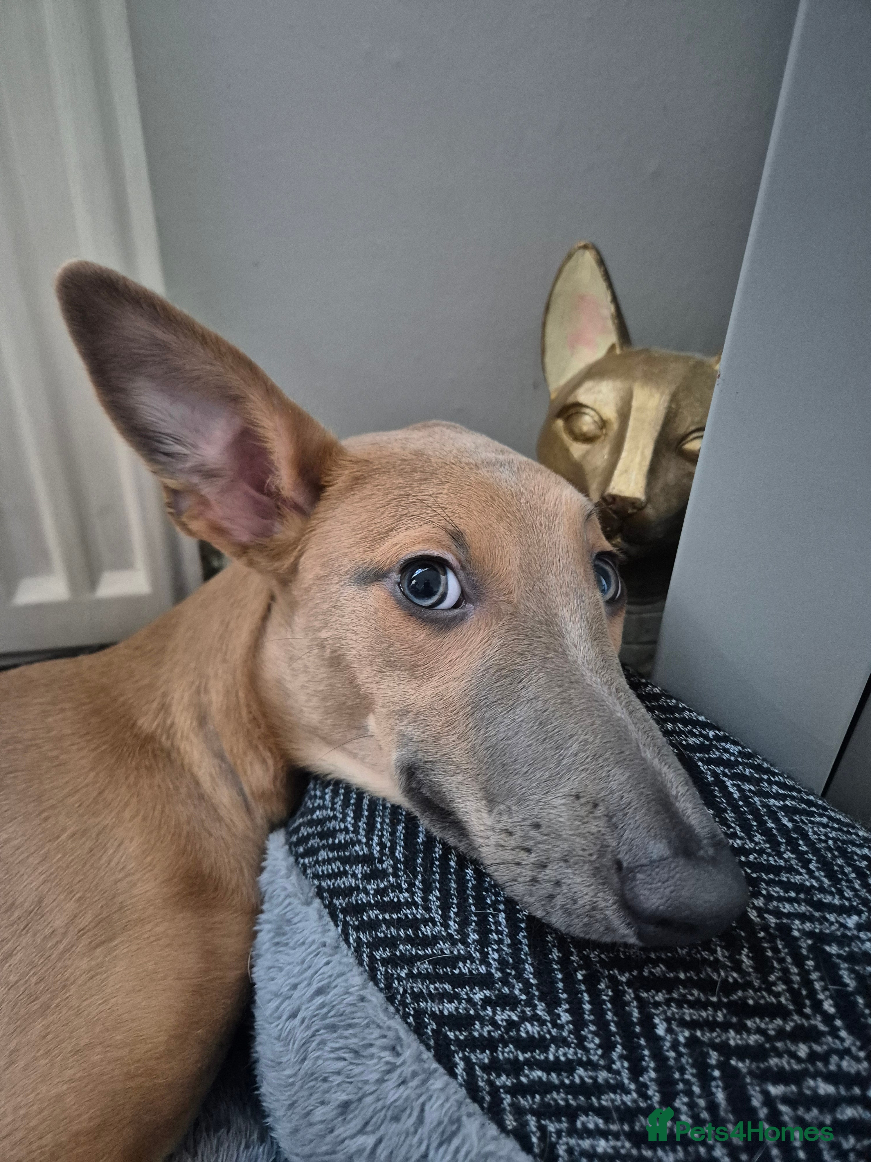 Mixed Breed dogs Female whippet cross lurcher - Advert 2
