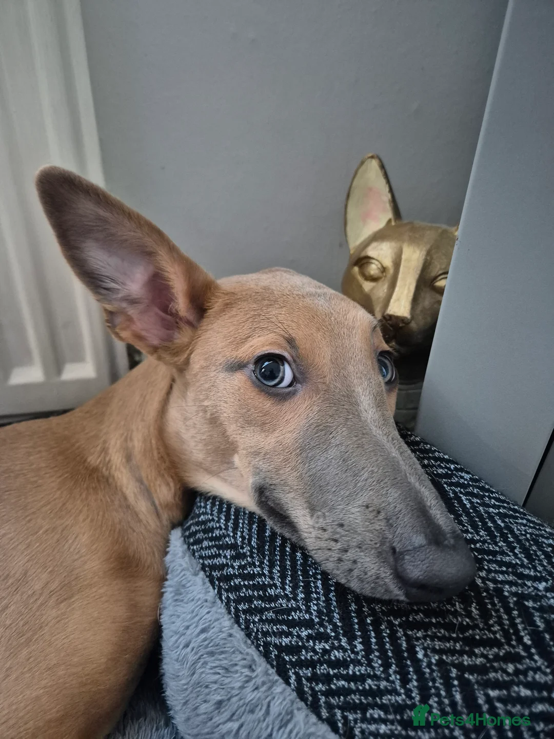 Mixed Breed dogs for sale: Female whippet cross lurcher - Advert 1