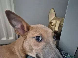 Mixed Breed dogs Female whippet cross lurcher - Advert 2