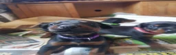Dobermann dogs for sale: Adorable Doberman puppies  - Advert 33